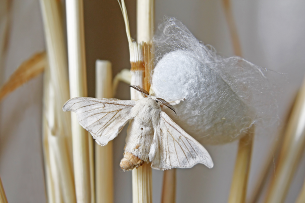 How Silk is Produced